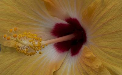 Yellow Hybiscus