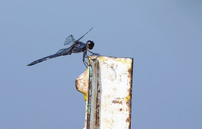 Dragon Fly