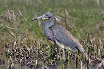 Aigrette tricolore-6.jpg