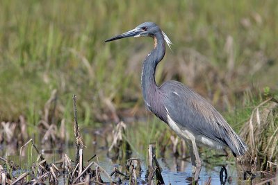 Aigrette tricolore-7.jpg