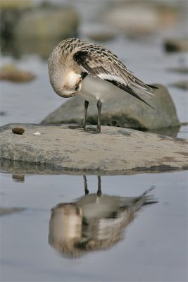 Becasseau sanderling-3.jpg