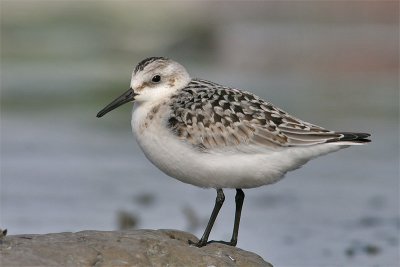 Becasseau sanderling-4.jpg