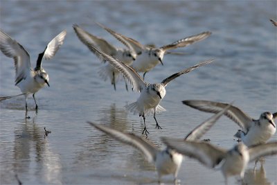 Becasseau sanderling-7.jpg