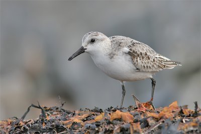 Becasseau sanderling-8.jpg