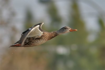 Canard colvert-1.jpg