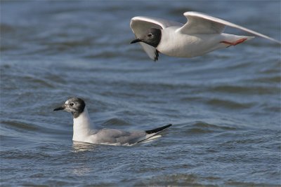 Mouette Bonaparte-2.jpg