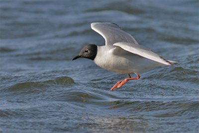 Mouette Bonaparte-3.jpg