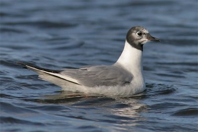 Mouette Bonaparte-4.jpg