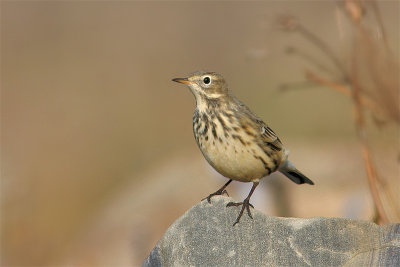 Pipit Amerique-1.jpg