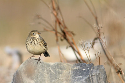 Pipit Amerique-2.jpg