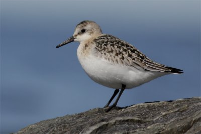 Becasseau sanderling-2.jpg