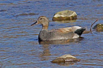 Canard chipeau-1.jpg