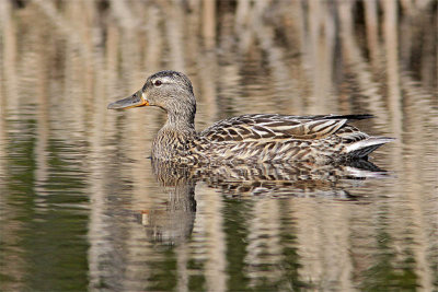 Canard colvert1.jpg