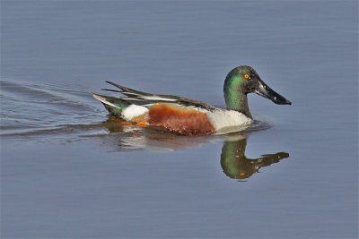 Canard souchet-2.jpg