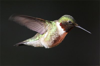 Colibri gorge rubis-1.jpg
