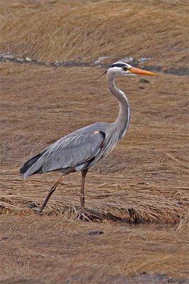 Grand Heron-2.jpg