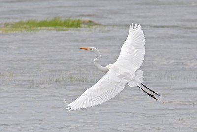 Grande Aigrette-2.jpg