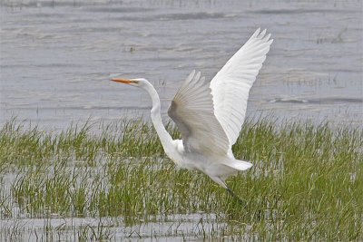 Grande Aigrette-3.jpg