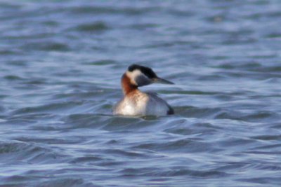 Grebe jougris-1.jpg