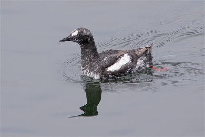 Guillemot miroir-1.jpg