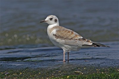 Mouette Bonaparte-1.jpg