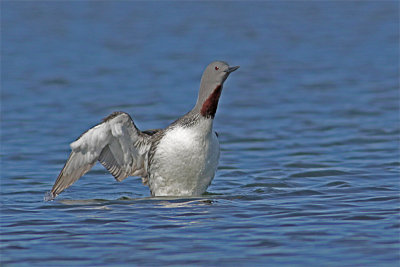 Plongeon catmarin-2.jpg