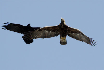 Aigle royal-2.jpg
