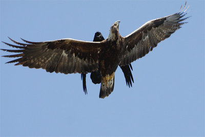 Aigle royal-3.jpg