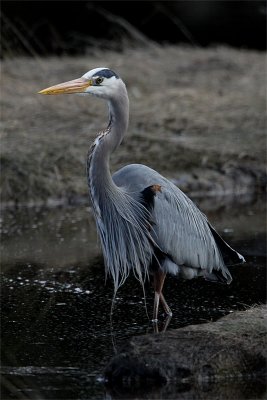Grand Heron-2.jpg