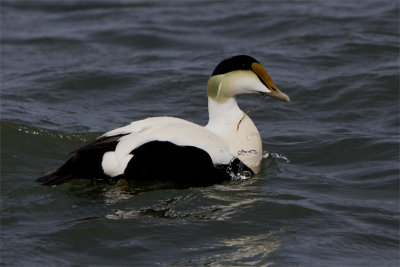 Eider duvet-2.jpg