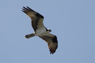 Balbuzard pecheur-1.jpg
