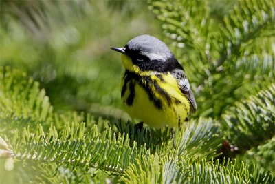 Paruline tete cendree-1.jpg