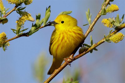 Paruline jaune-1.jpg