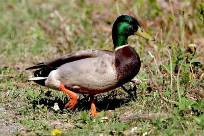 Canard colvert-1.jpg