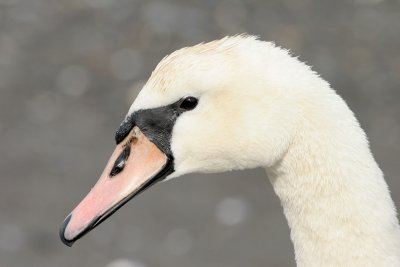 Cygne tubercule-3.jpg