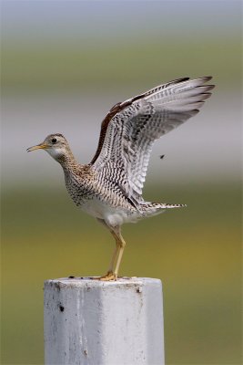 Maubeche des champs-1.jpg