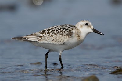 Becasseau sanderling-3.jpg