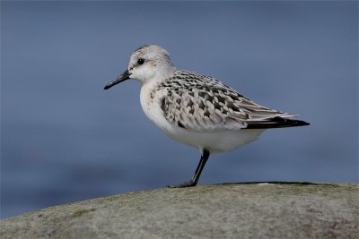 Becasseau sanderling-2.jpg