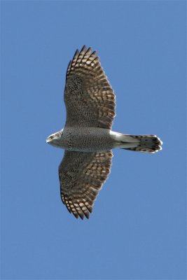 g4/50/598450/3/142180332.LtZ3di9I.jpg