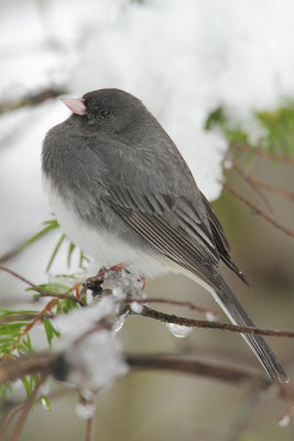 Junco ardoise-2.jpg