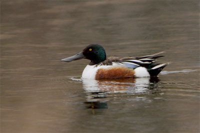 Canard souchet-1.jpg