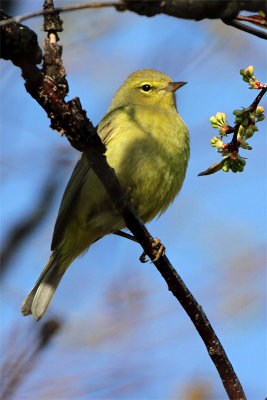 Paruline verdatre-1.jpg