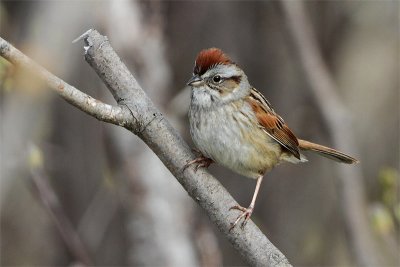 Bruant des marais-1.jpg