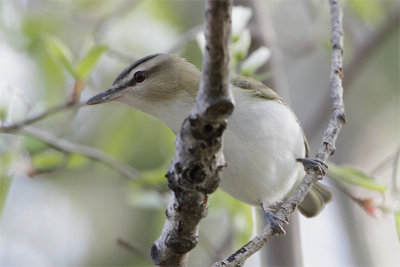 Vireo aux yeux rouges-1.jpg