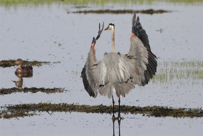 Grand heron-3.jpg