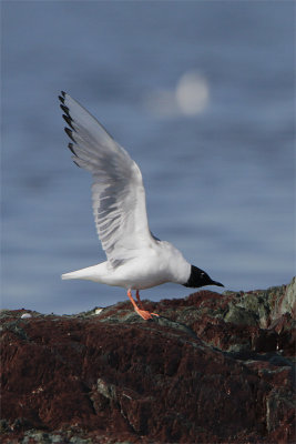 Mouette de Bonaparte-2.jpg