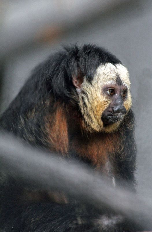 white faced saki monkey