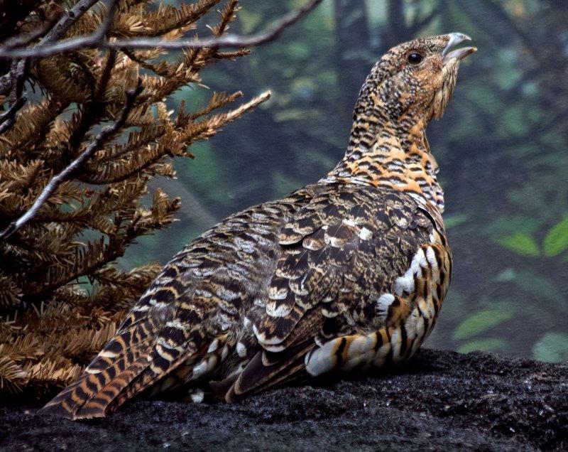 western capercaillie (female)