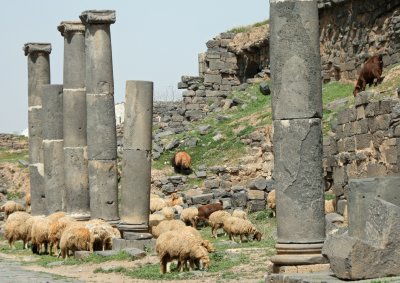 grazing/Bosra