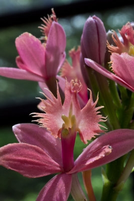 Epidendrum radicans